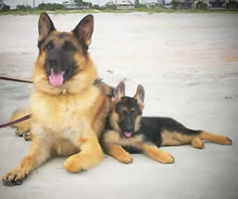 ICNDF German Shepherds PUNK