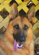 ICNDF German Shepherds - Brit