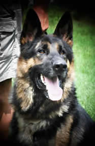 ICNDF German Shepherds KEKEC