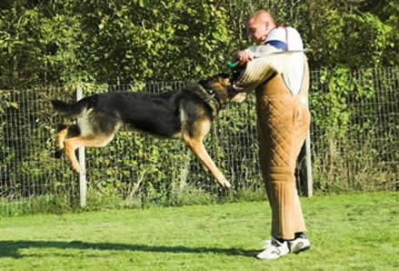 ICNDF German Shepherds KEKEC