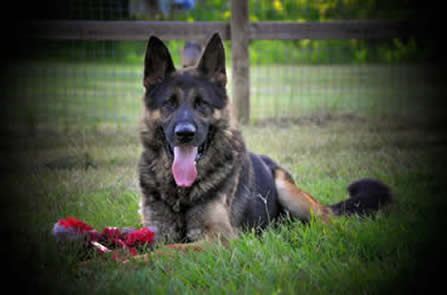 ICNDF German Shepherds KEKEC