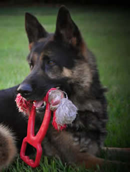 ICNDF German Shepherds KEKEC