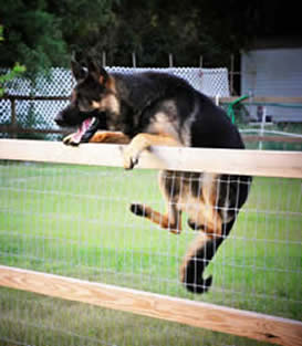 ICNDF German Shepherds KEKEC