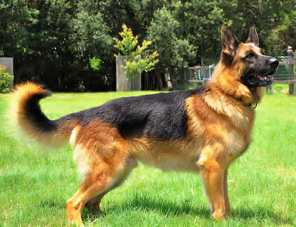 ICNDF German Shepherds PUNK