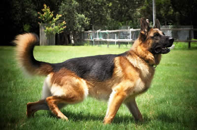 ICNDF German Shepherds PUNK