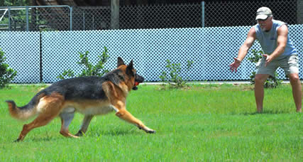 ICNDF German Shepherds PUNK