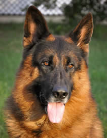 ICNDF German Shepherds URMA