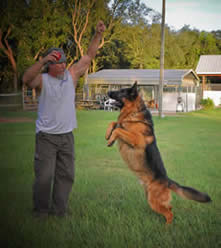 ICNDF German Shepherds URMA