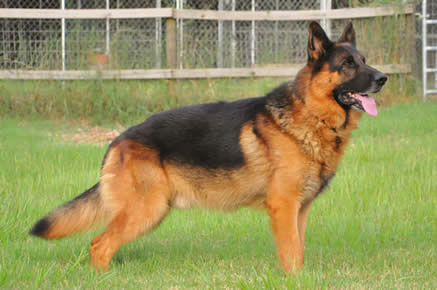 ICNDF German Shepherds URMA