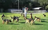 ICNDF German Shepherds