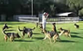 ICNDF German Shepherds