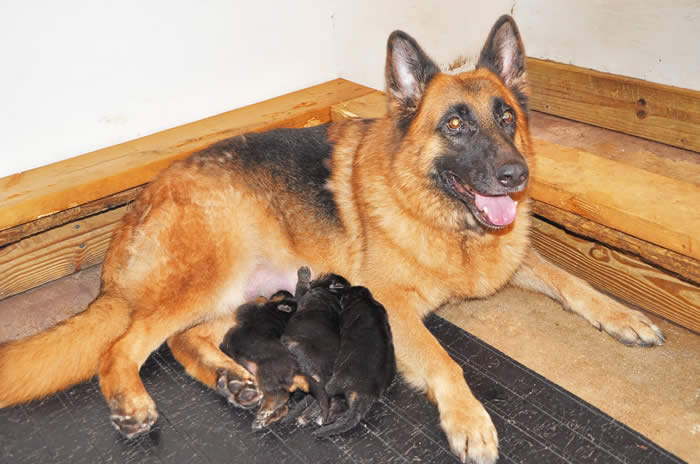 german shepherd puppies