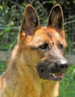 ICNDF German Shepherds - Akryll
