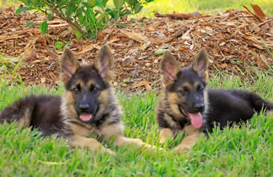 german shepherd puppies