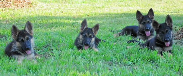 german shepherd puppies