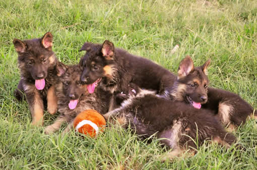 german shepherd puppies