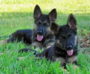 german shepherd puppies