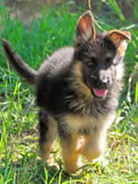 german shepherd puppies