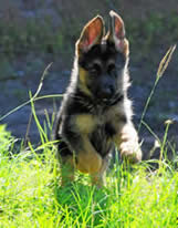 german shepherd puppies