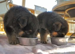 german shepherd puppies