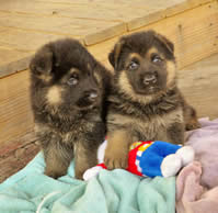 german shepherd puppies