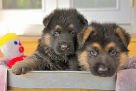 german shepherd puppies