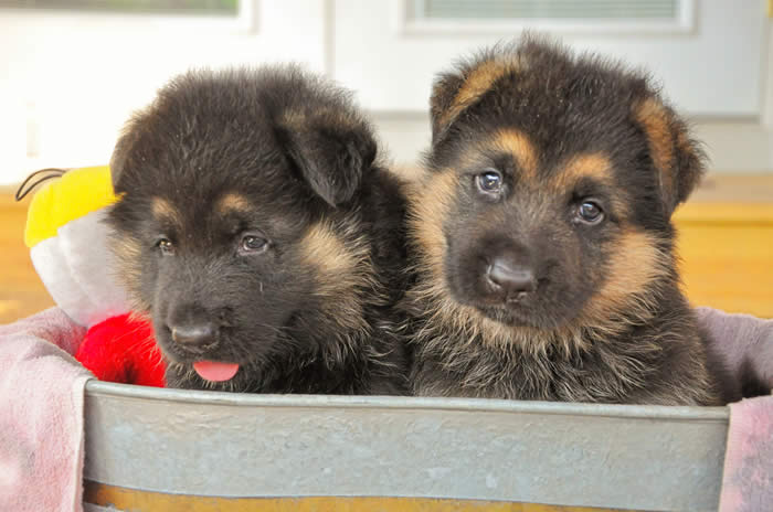 german shepherd puppies
