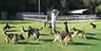 ICNDF Dog Training Center St Augustine Florida