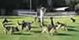 ICNDF Dog Training Center St Augustine Florida