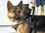 ICNDF German Shepherds Mobility Assistance dogs