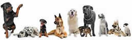 Image result for all breeds all sizes