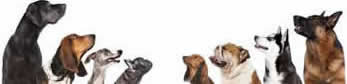 Image result for all breeds all sizes