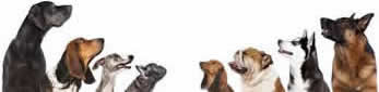 Image result for all breeds all sizes