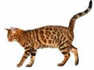 Image result for kitty walking side view