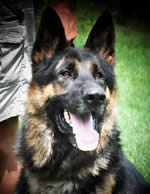 ICNDF German Shepherds - Kekec