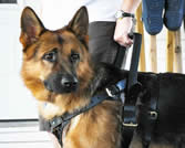 ICNDF German Shepherds Mobility Assistance Dogs