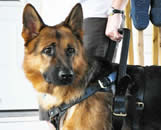 ICNDF German Shepherds Mobility Assistance Dogs