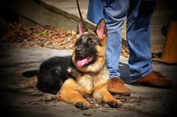 german shepherds