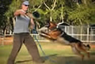 ICNDF Police dogs K-9 Service dogs Personal Protection dogs