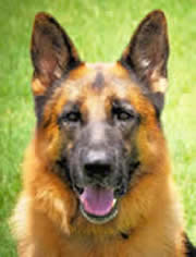 ICNDF German Shepherds Stud Dog PUNK