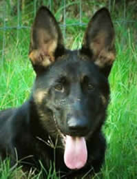 german shepherd puppies