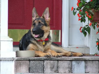 german shepherds