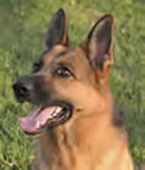 ICNDF German Shepherds Ussie