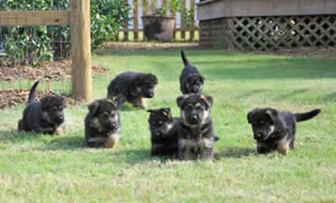 German Shepherd Puppies for sale