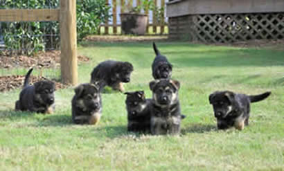 German Shepherd Puppies for sale, german shepherd puppies video, german shepherds puppies