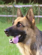 ICNDF German Shepherds Vesta
