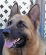 ICNDF German Shepherds Vivi
