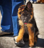 german shepherd puppies